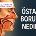 Östaki Borusu Nedir?